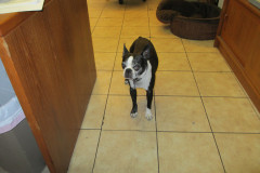 Our beloved Bosco who will always be in our hearts.